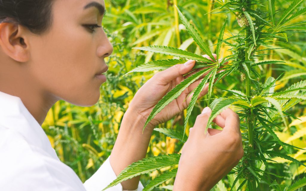 Medical Cannabis Healing Laurel, Maryland